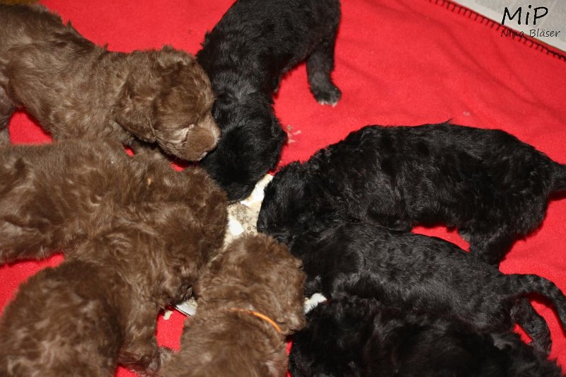 2011-05-28 Puppies Candy & Svet (73).jpg